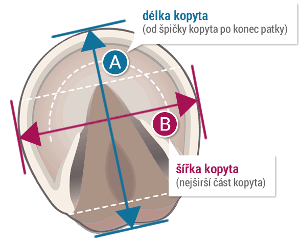 Jak měřit rozměr kopyta