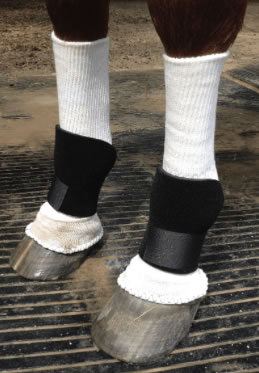 EquiPro® Fetlock Boty nošené přes Silver Whinnys